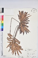 藏品(水楊梅、水柳仔)的圖片