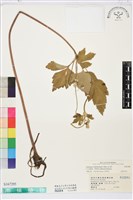 藏品(小白頭翁、野棉花)的圖片