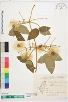 藏品(銹毛鐵線蓮)的圖片