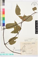 藏品(亨利氏鐵線蓮)的圖片