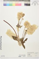 藏品(小白頭翁)的圖片