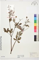 藏品(毛茛)的圖片