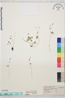 藏品(臺灣唐松草、臺灣鐵大烏)的圖片