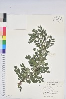 藏品(紅仔珠)的圖片