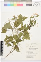 藏品(串鼻龍)的圖片
