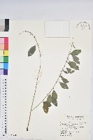 藏品(白飯樹)的圖片