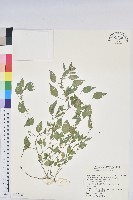 藏品(短序鐵莧菜)的圖片