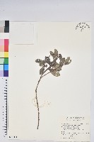 藏品(凹葉越橘)的圖片