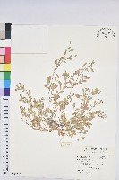 藏品(假葉下珠)的圖片