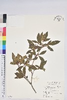 藏品(紅毛杜鵑)的圖片