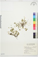 藏品(高山毛茛、檜林毛茛)的圖片