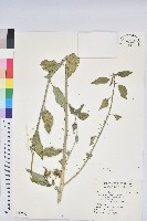 藏品(白苞猩猩草)的圖片