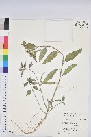 藏品(白苞猩猩草)的圖片