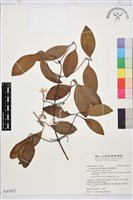 藏品(厚葉鐵線蓮)的圖片