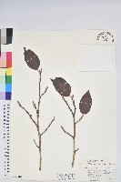 藏品(南燭)的圖片