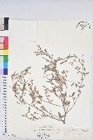 藏品(假葉下珠)的圖片