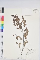 藏品(多花油柑、白仔)的圖片