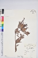 藏品(臺灣馬醉木)的圖片