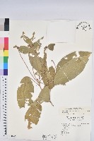 藏品(裡白巴豆)的圖片