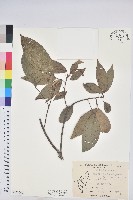 藏品(粗糠柴)的圖片