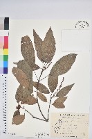 藏品(粗糠柴)的圖片