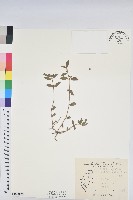 藏品(乳仔草)的圖片