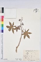 藏品(蓖麻)的圖片