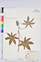 藏品(蓖麻)的圖片