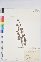 藏品(多花油柑、白仔)的圖片