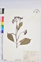 藏品(琴葉櫻)的圖片