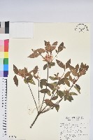 藏品(南澳杜鵑)的圖片