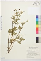 藏品(水辣菜、禺毛茛)的圖片