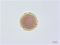 藏品(水晶蘭)的圖片