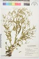 藏品(石龍芮)的圖片