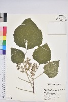 藏品(蟲屎)的圖片