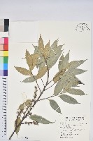 藏品(烏來柯、楒、淋漓)的圖片