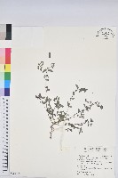 藏品(假紫斑大戟)的圖片