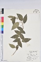 藏品(恆春鐵莧)的圖片