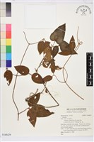 藏品()的圖片