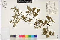 藏品(小蓑衣藤)的圖片