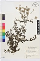 藏品()的圖片