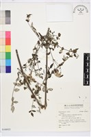 藏品()的圖片