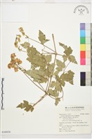 藏品(長花鐵線蓮)的圖片