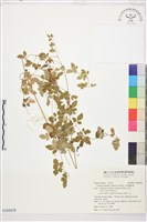 藏品(甘青鐵線蓮)的圖片