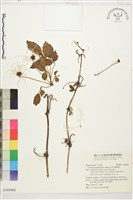 藏品(繡球藤)的圖片