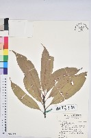 藏品(短尾葉石櫟、嶺南柯`東南石櫟)的圖片