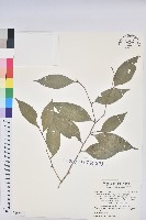 藏品(交力坪鐵色)的圖片