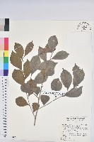 藏品(細葉饅頭果)的圖片