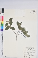 藏品(唐杜鵑、大屯杜鵑、中原氏杜鵑)的圖片