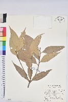 藏品(杏葉石櫟、校栗、校櫟)的圖片